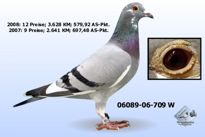 Spitzenweibchen 709 aus 1462 x 866 Spitzenweibchen 709 aus 1462 x 866