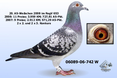 20. AS-Weibchen RegVerb. aus 700 x 124 20. AS-Weibchen RegVerb. aus 700 x 124