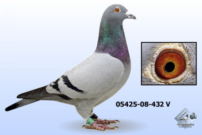 Der Ausnahme-Vogel auf meinem Schlag Der Ausnahme-Vogel auf meinem Schlag